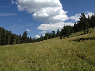 Meadow